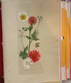 Real Flower Bookmark | Handmade Dried Bookmark | Wild Flower Bookmark | Floral Bookmark | Real Pressed Flower Bookmark |