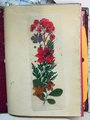 Handmade Bookmarks | Dried Flower Bookmark | Wild Flower Bookmark | Floral Bookmark | Real Pressed Flower Bookmark |