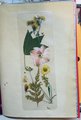 Handmade Bookmarks | Dried Flower Bookmark | Wild Flower Bookmark | Floral Bookmark | Real Pressed Flower Bookmark |