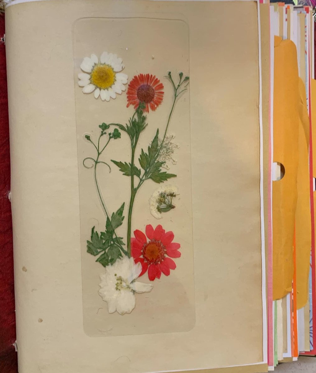 Real Flower Bookmark | Handmade Dried Bookmark | Wild Flower Bookmark | Floral Bookmark | Real Pressed Flower Bookmark |