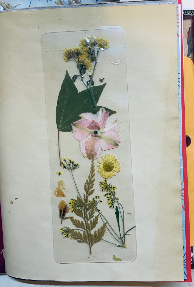 Handmade Bookmarks | Dried Flower Bookmark | Wild Flower Bookmark | Floral Bookmark | Real Pressed Flower Bookmark |